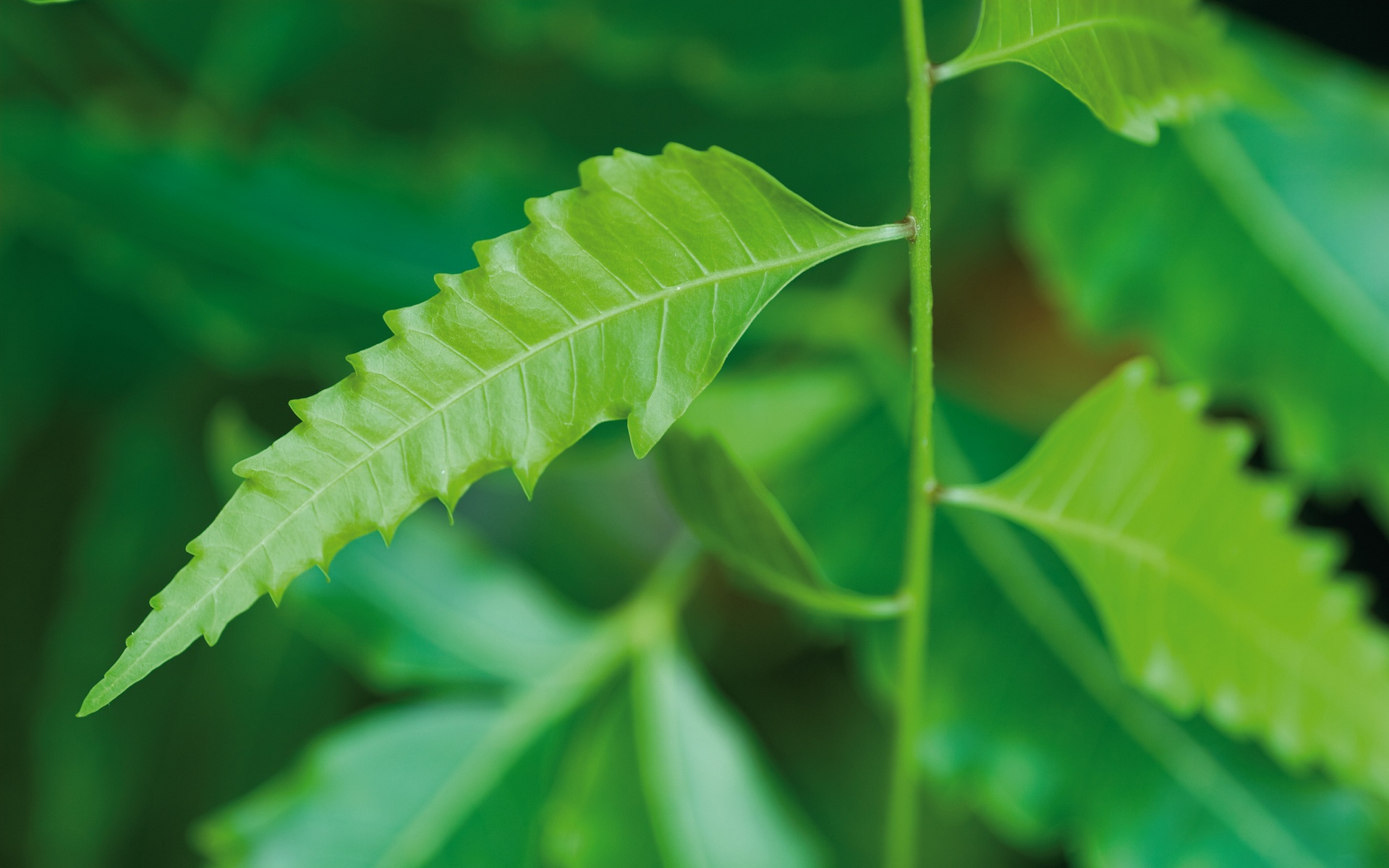 Neem Flowers on Tree