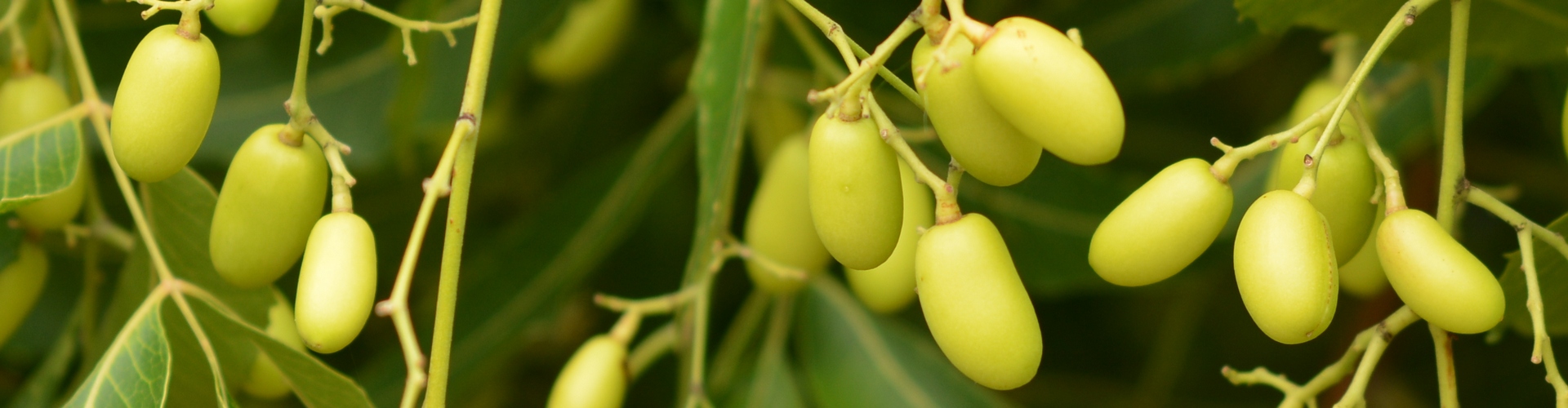 Neem Seeds