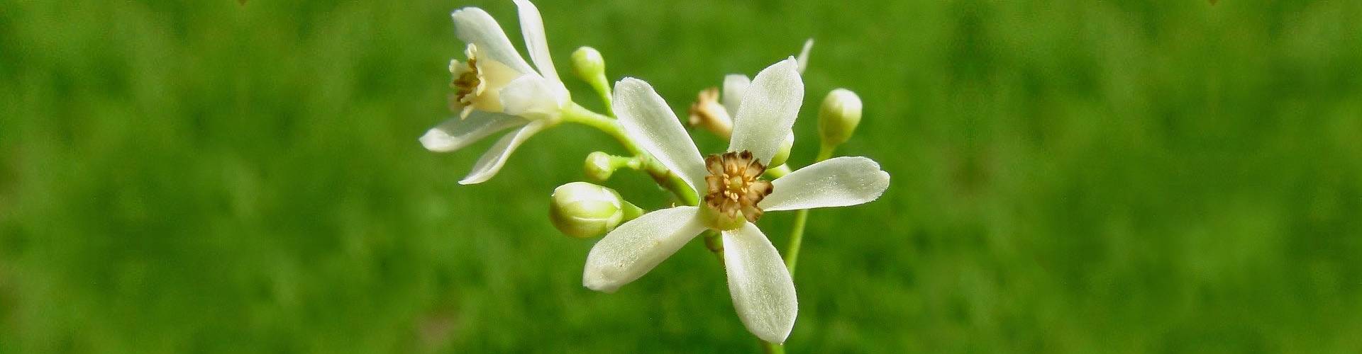 Neem flower