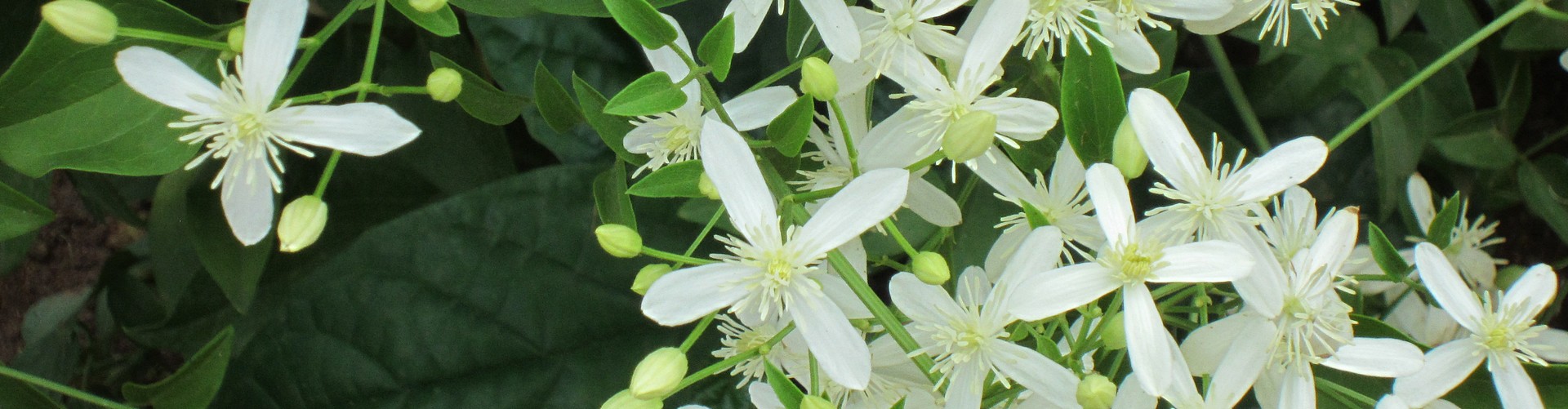 Neem flowers