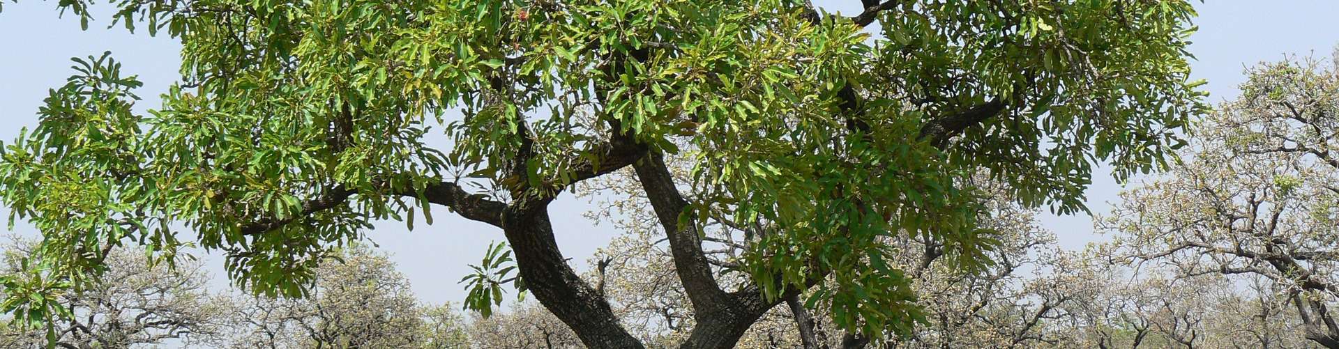 Neem tree