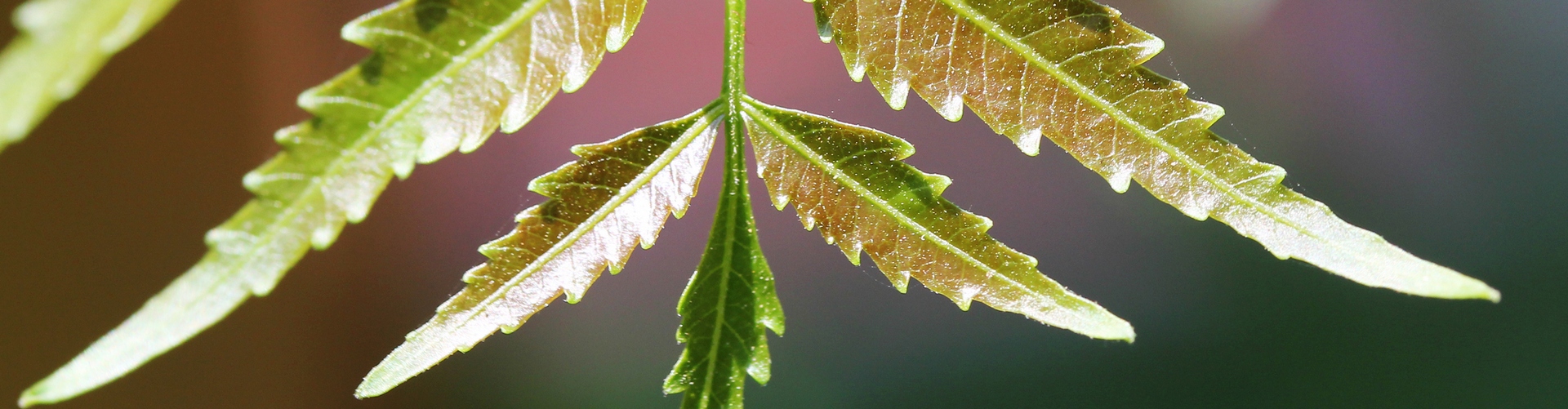 Young Neem Leaf