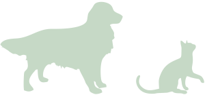 dog and cat